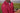 Dressed in the Sarasota Polo: Shark Attack Ruby jacket, a person holds golf clubs outdoors amidst grass and blurred greenery, embodying luxury and elegance.